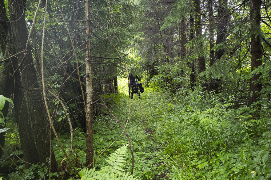 Schieben durch das Unterholz – Umweg um die gesperrte Pfütze